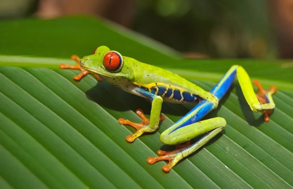 fauna amazonica